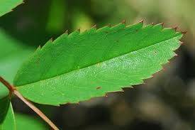 Attēlu rezultāti vaicājumam “Rosa subcanina leaf”