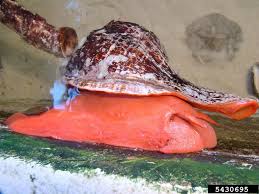 Image result for Triplofusus giganteus