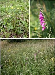 Attēlu rezultāti vaicājumam “Gladiolus imbricatus bud”