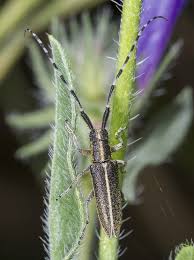 Attēlu rezultāti vaicājumam “Agapanthia villosoviridescens”