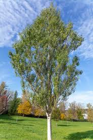 Attēlu rezultāti vaicājumam “Populus alba Nivea”