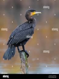 Image result for Phalacrocorax carbo