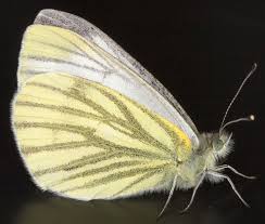 Attēlu rezultāti vaicājumam “Pieris napi underside”