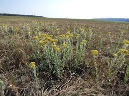 Attēlu rezultāti vaicājumam “Helichrysum arenarium bud”