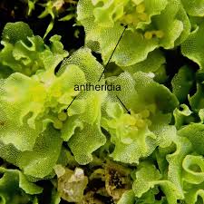 Attēlu rezultāti vaicājumam “Fossombronia wondraczekii sporophyte”