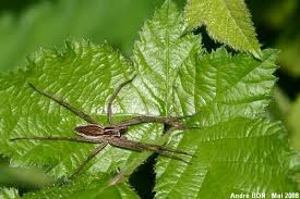 Attēlu rezultāti vaicājumam “Pisaura mirabilis cocoon”