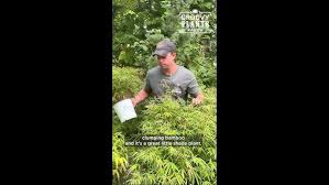 Attēlu rezultāti vaicājumam “Cribraria rufa young”