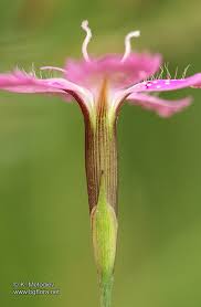 Attēlu rezultāti vaicājumam “Dianthus deltoides”