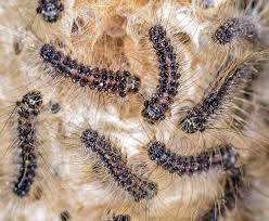 Attēlu rezultāti vaicājumam “Lymantria dispar larva”