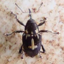 Attēlu rezultāti vaicājumam “Rhynchaenus lonicerae”