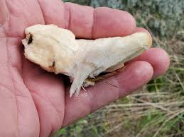 Attēlu rezultāti vaicājumam “Climacocystis borealis”