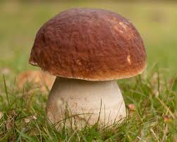 Attēlu rezultāti vaicājumam “Boletus edulis”