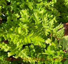 Attēlu rezultāti vaicājumam “Dryopteris cristata”