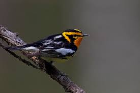 Image result for Dendroica fusca