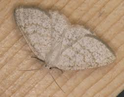 Attēlu rezultāti vaicājumam “Cabera exanthemata female”