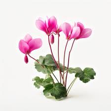 Image result for Cyclamen persicum