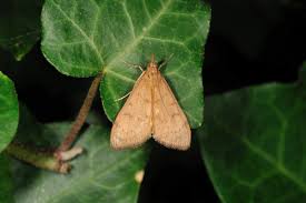 Attēlu rezultāti vaicājumam “Mecyna flavalis”