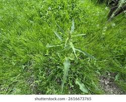 Attēlu rezultāti vaicājumam “Rumex maritimus leaf”