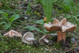 Attēlu rezultāti vaicājumam “Inocybe lanuginosa”