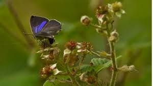 Attēlu rezultāti vaicājumam “Favonius quercus underside”