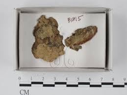 Attēlu rezultāti vaicājumam “Physarum compressum”