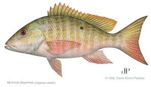 Image result for Lutjanus analis