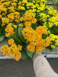 Image result for Kalanchoe blossfeldiana