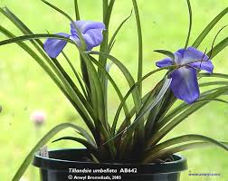 Image result for tillandsia umbellata