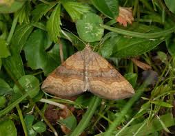 Attēlu rezultāti vaicājumam “Scotopteryx chenopodiata”