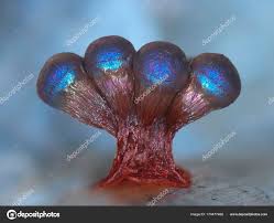 Attēlu rezultāti vaicājumam “Physarum oblatum macro”