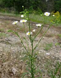 Attēlu rezultāti vaicājumam “Erigeron annuus flower”