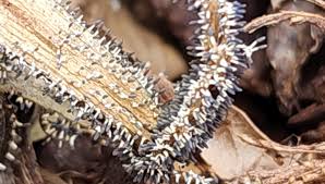 Attēlu rezultāti vaicājumam “Diachea leucopodia”