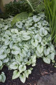 Image result for Brunnera `Jack Frost`