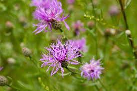 Image result for Flockenblume