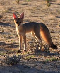 Attēlu rezultāti vaicājumam “Vulpes zerda”