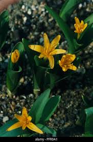 Attēlu rezultāti vaicājumam “Colchicum luteum flower”