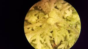 Attēlu rezultāti vaicājumam “Trichocolea tomentella sporophyte”