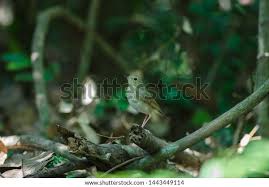 Image result for Luscinia cyane