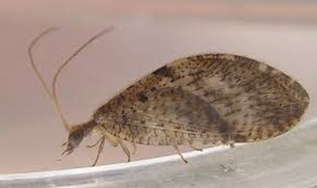 Attēlu rezultāti vaicājumam “Hemerobiidae”