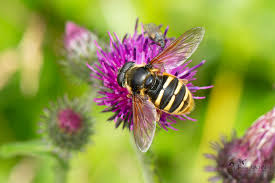 Attēlu rezultāti vaicājumam “Sericomyia silentis”