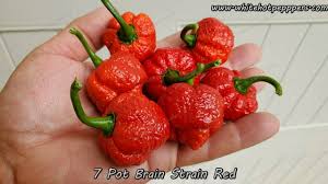Afbeeldingsresultaat voor 7 pot hot pepper