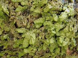 Attēlu rezultāti vaicājumam “Radula complanata”