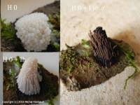 Attēlu rezultāti vaicājumam “Stemonitis flavogenita”