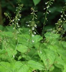 Attēlu rezultāti vaicājumam “Circaea lutetiana bud”
