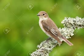 Attēlu rezultāti vaicājumam “Ficedula hypoleuca”