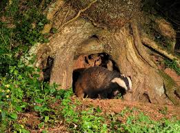 Attēlu rezultāti vaicājumam “Meles meles adult”