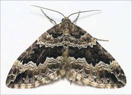 Attēlu rezultāti vaicājumam “Lampropteryx suffumata”