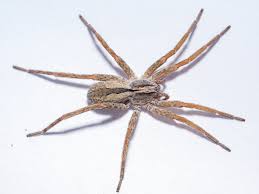 Attēlu rezultāti vaicājumam “Miturgidae”