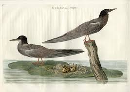 Attēlu rezultāti vaicājumam “Chlidonias niger”