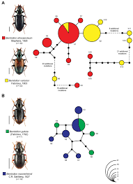 Attēlu rezultāti vaicājumam “Bembidion litorale”